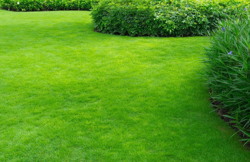 Green lawn that uses landscaping to boost it's curb appeal in Phoenix